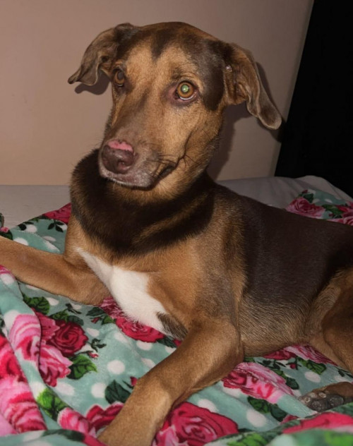 Canela