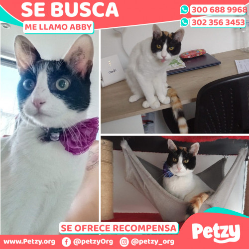 Foto de mascota Abby