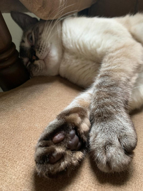 Coco