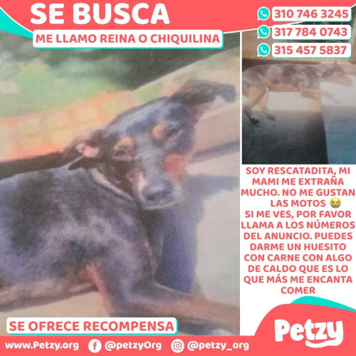 Banner de Reina O Chiquilina