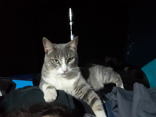 Darwin