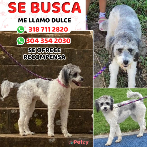 Foto de mascota Dulce