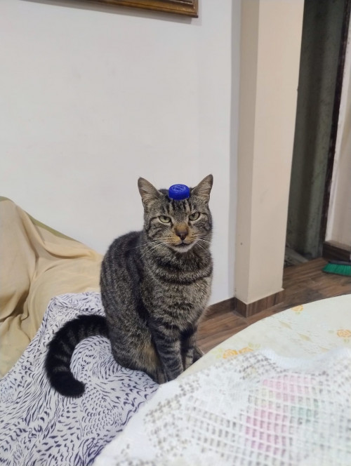Monty
