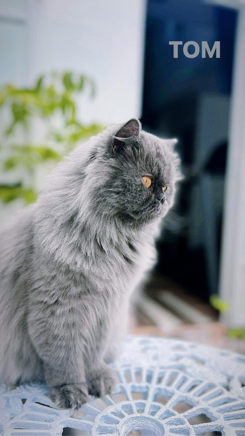 Tom