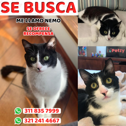 Foto de mascota Nemo