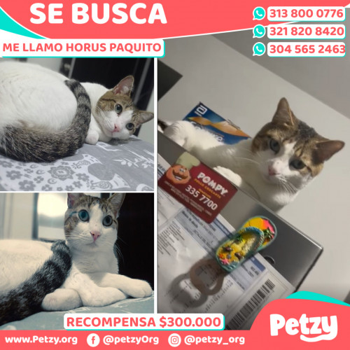 Foto de mascota Horus Paquito
