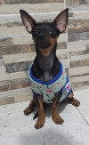 Foto de Kira en Neiva Huila #0