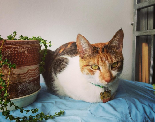 Frida