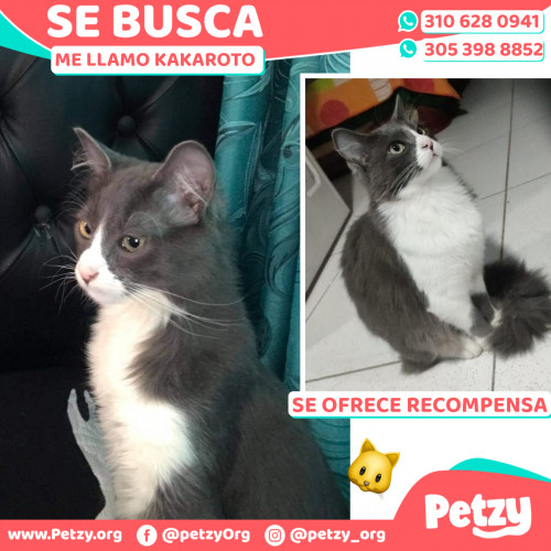 Foto de mascota Kakaroto 