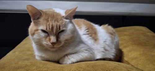 Tora