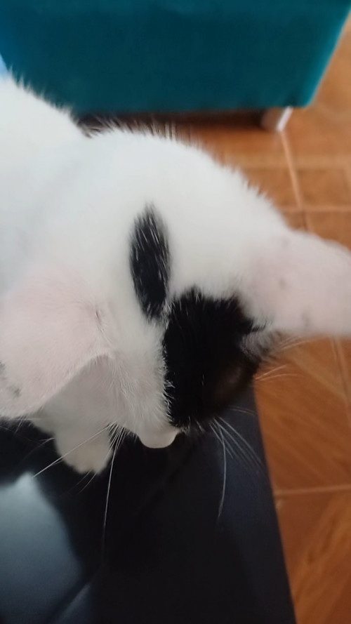 Milú