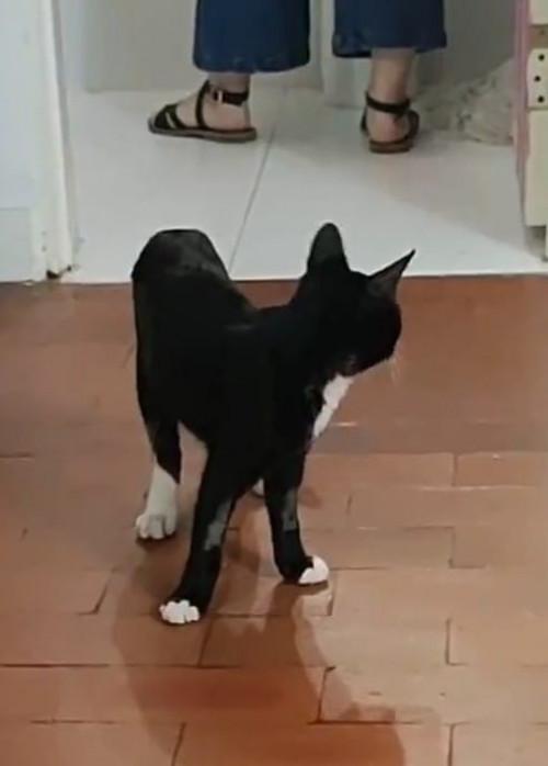 Oreo