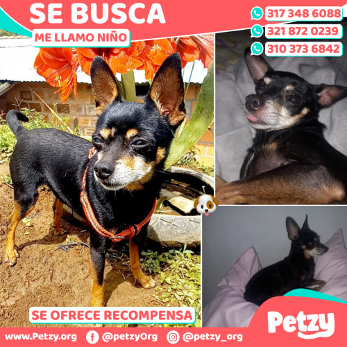 Foto de mascota Niño