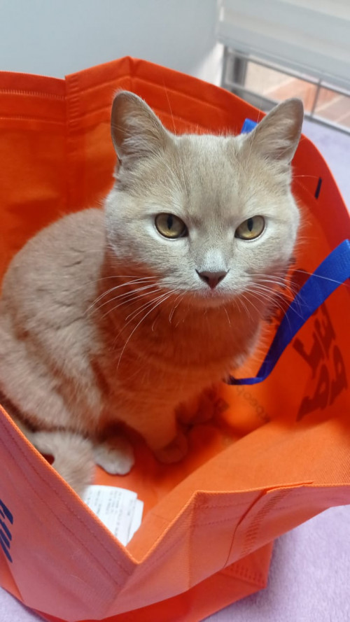 Romeo