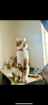 Foto de Tigger en Villavicencio Meta #2