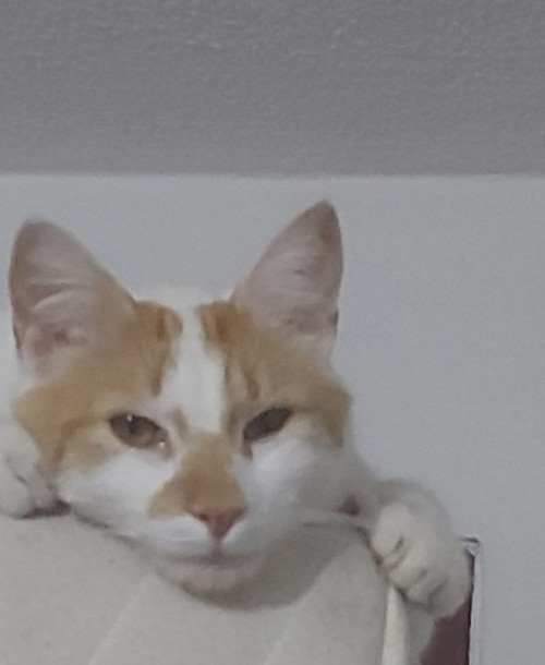 Teo
