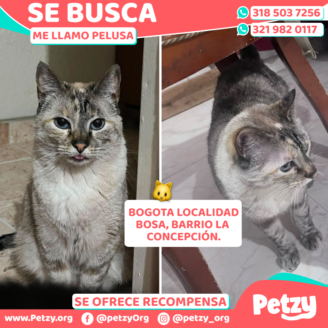 Pelusa