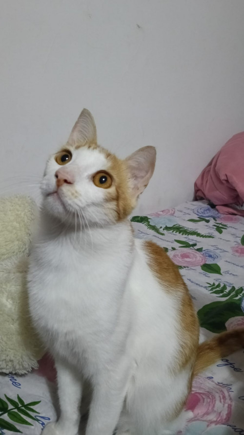 Simón