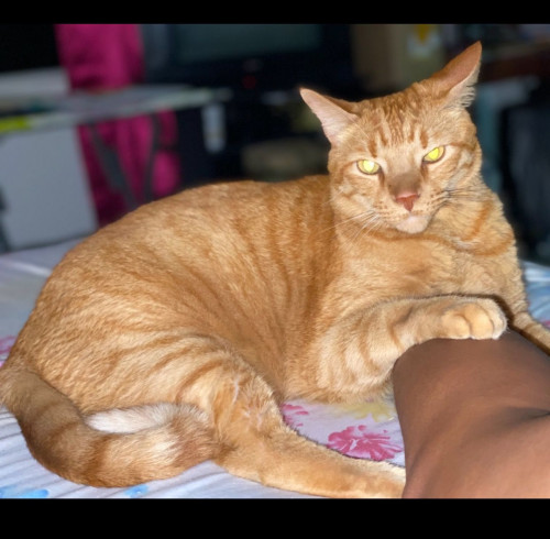Chiqui