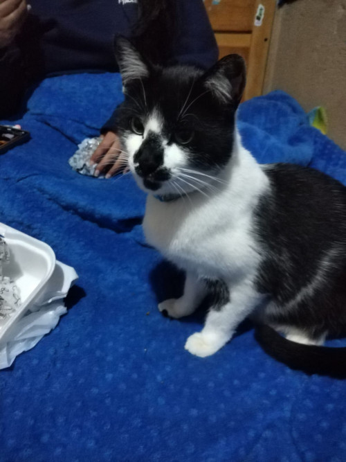 Chimuelo