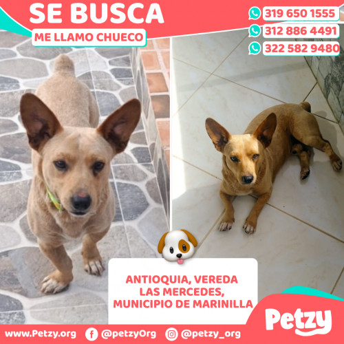 Foto de mascota Chueco
