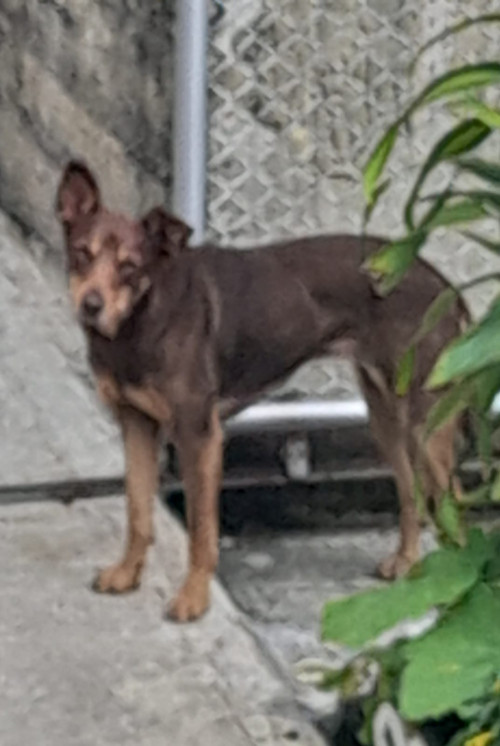 Canela