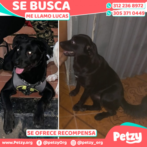 Foto de mascota Lucas