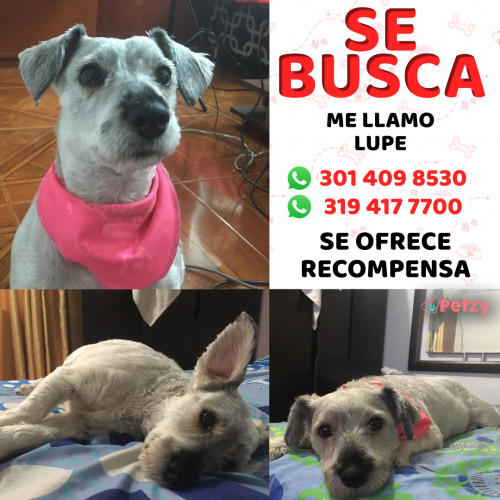 Foto de mascota Lupe 
