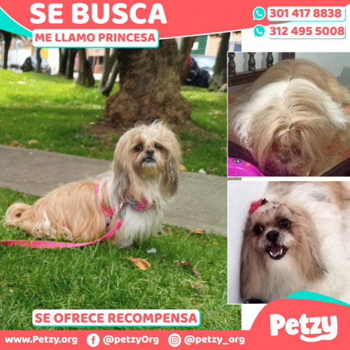 Foto de mascota Princesa