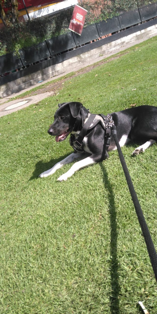 Oreo