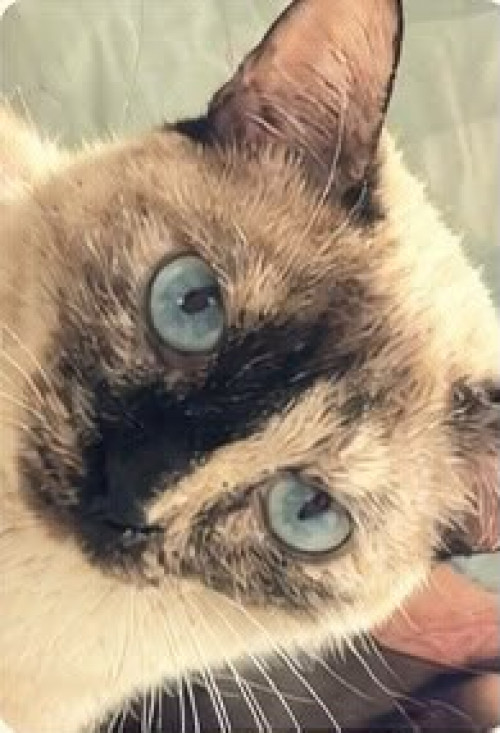 Niña