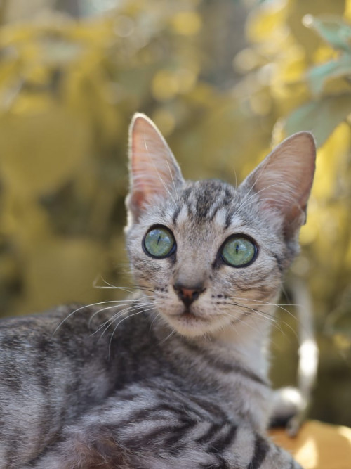Niña