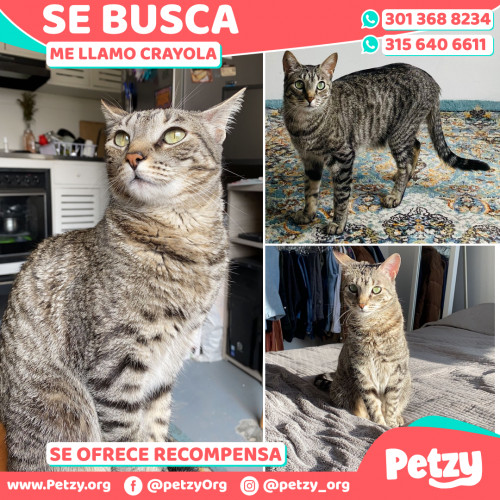 Foto de mascota Crayola