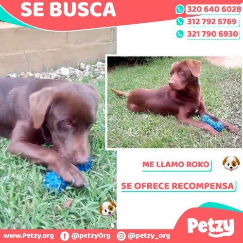 Foto de mascota Roko