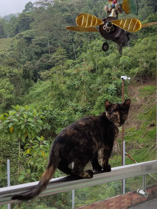 Mía