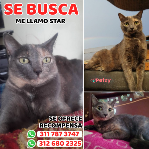 Foto de mascota Star