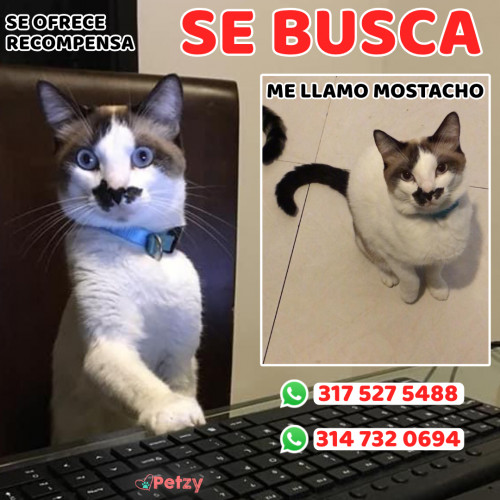 Foto de mascota Mostacho
