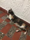 Foto de Lola  en Medellín Antioquia #0