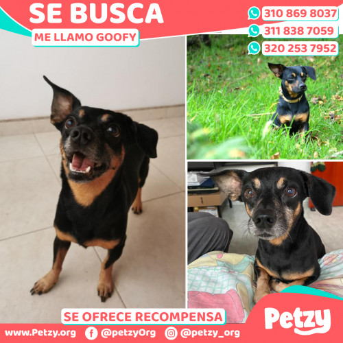 Foto de mascota Goofy