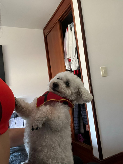 Toby