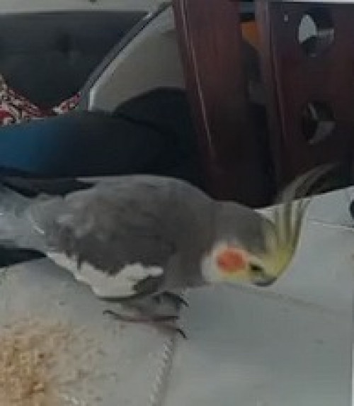 Juan