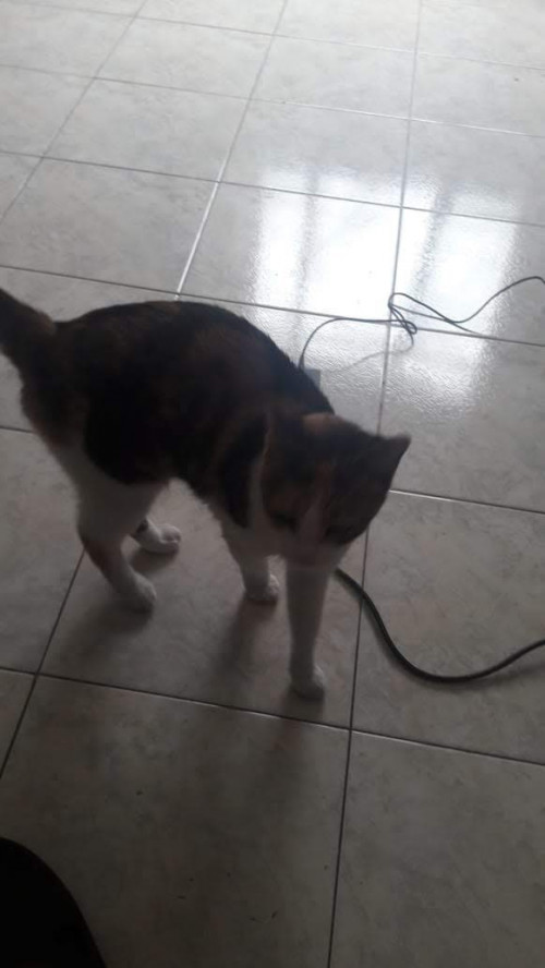 Princesa