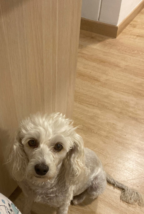 Princesa O Prin