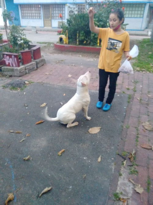 Akamaru