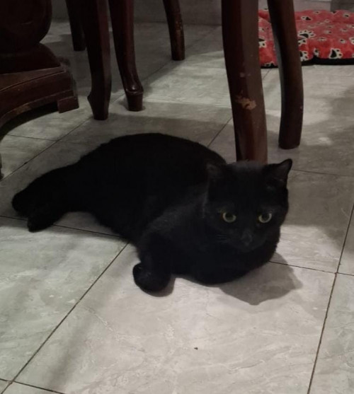 Negra