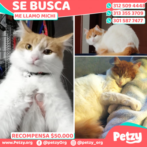 Foto de mascota Michi 