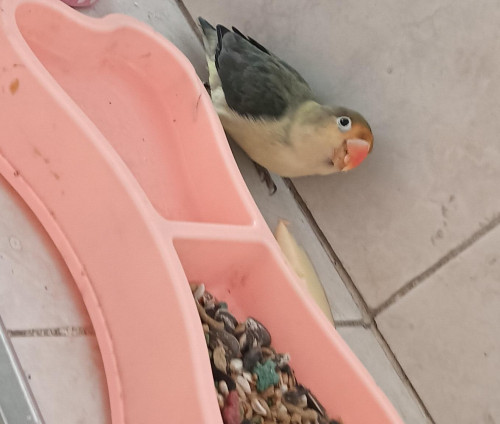 Ponchito