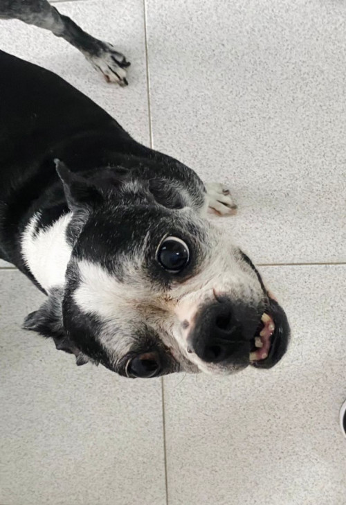 Fiona