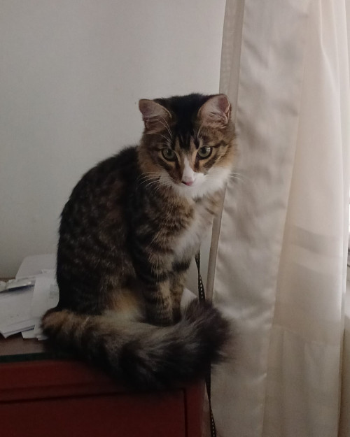 Symba