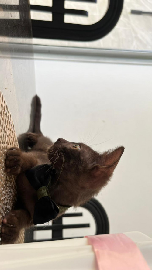 Cacao